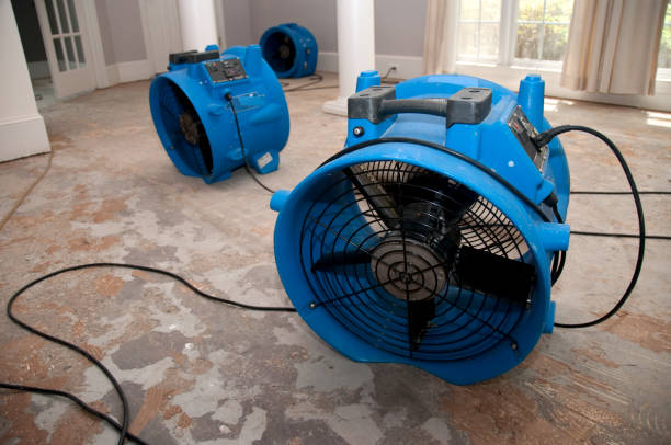 Best Mold removal after water damage  in Versailles, PA